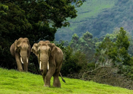 Package kerala Munnar